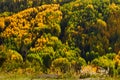 Fall Flowers and Aspen